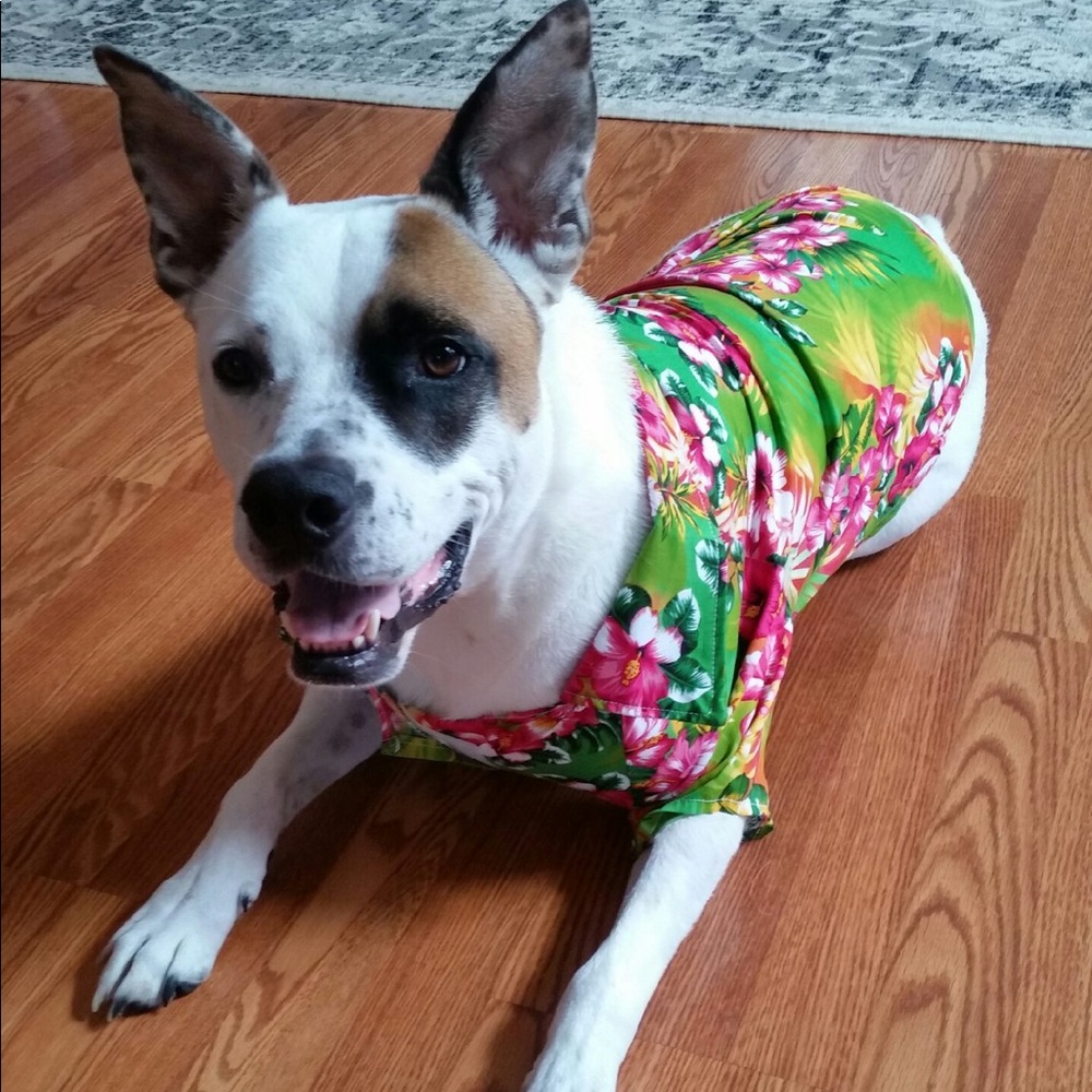 Meet your Posher, Hawaii